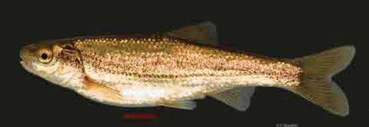 Parachondrostoma arrigonis_08.jpg
